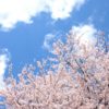 桜の木が次々に切断され盗まれる!!大阪・奈良で100本以上！Twitterでは怒りの声殺到